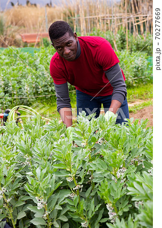 African-American gardener checking legume bushes African-American gardener checking legume bushes 70277669