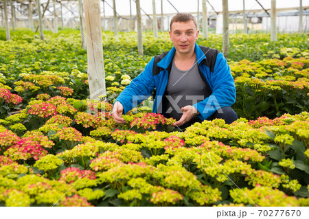 Farmer caring perennial garden flowers Farmer caring perennial garden flowers 70277670