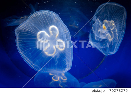 Common jellyfish underwater close-up view 70278276