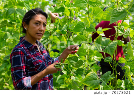 Hispanic female worker gathering crop of beans in hothouse 70278621