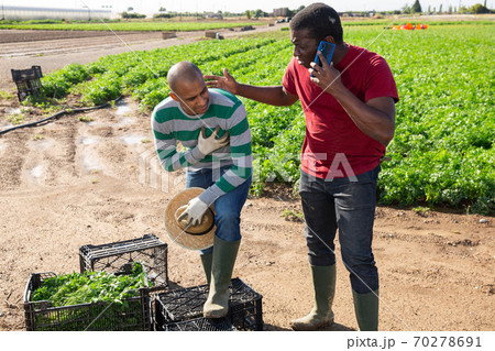 Latin american farm worker feeling chest pain, african workmate calling doctor Latin american farm worker feeling chest pain, african workmate calling doctor 70278691