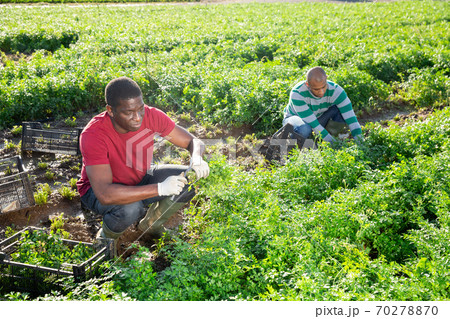 African male farmer picking parsley on field African male farmer picking parsley on field 70278870