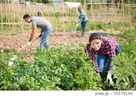 Latina woman checking potato plants on vegetable garden 70279194