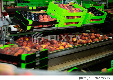Ripe peaches on industrial fruit sorting line Ripe peaches on industrial fruit sorting line 70279515