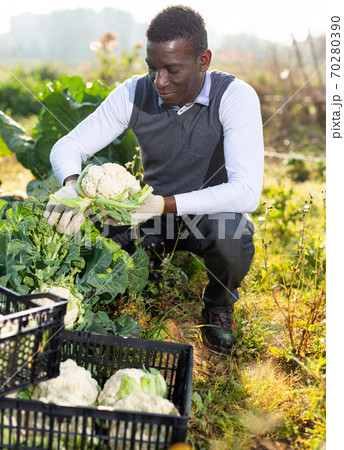 Male harvesting cauliflowers 70280390