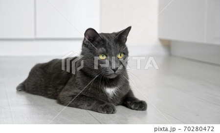 beautiful gray cat lies on the floor and follows the movement of something in beautiful gray cat lies on the floor and follows the movement of something in 70280472