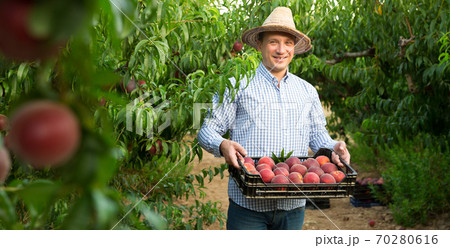 Man horticulturist holding crate with peaches in garden Man horticulturist holding crate with peaches in garden 70280616