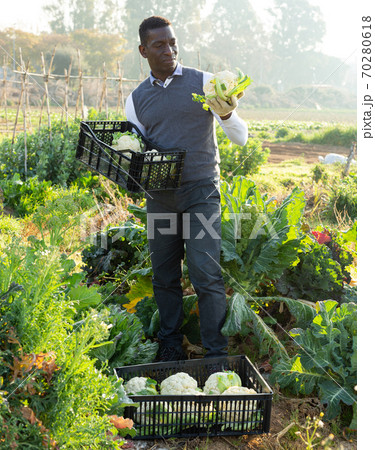 Man harvesting cauliflowers 70280618