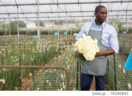 Portrait of african american man with fresh cut carnation flowers Portrait of african american man with fresh cut carnation flowers 70280891