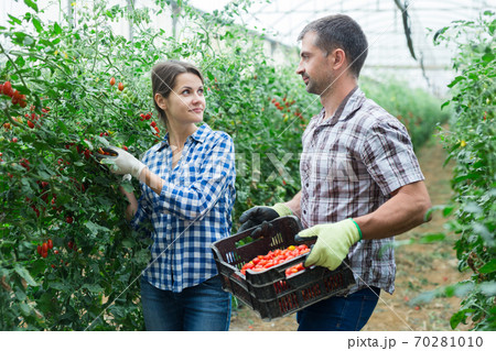 Man helps woman to harvest crop of ripe cherry tomatoes in greenhouse 70281010