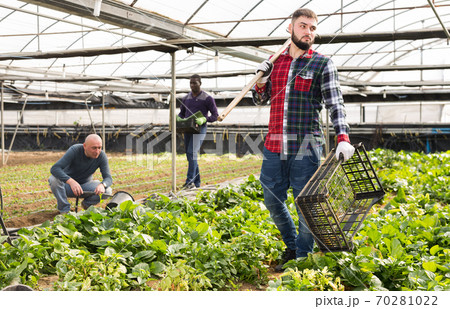 Three male farmers working at greenhouse 70281022