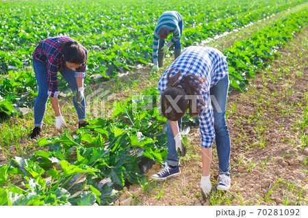 Group of workers pulling weeds on field Group of workers pulling weeds on field 70281092