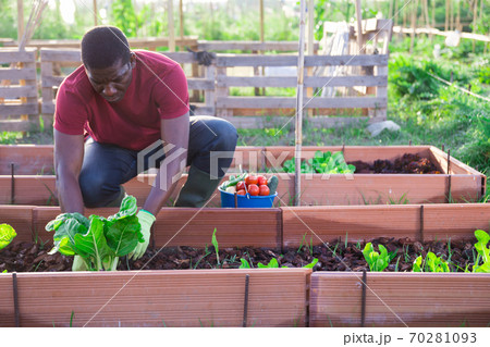African american cultivates vegetables on beds in garden 70281093