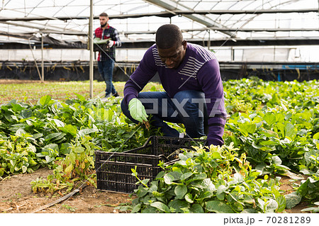 Farmers caring for young houseplants 70281289