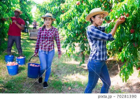 Positive woman engaged in gardening, picking fresh peaches in orchard Positive woman engaged in gardening, picking fresh peaches in orchard 70281390