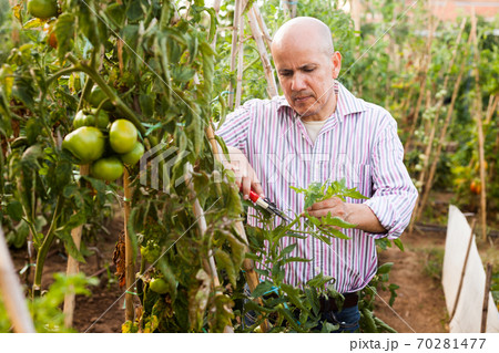 Man cutting tomatoes plants 70281477