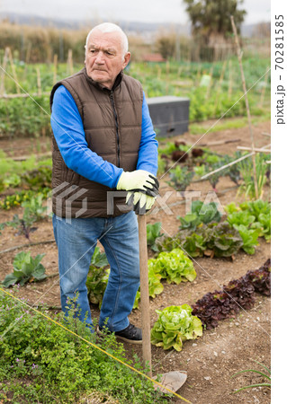 Tired senior man with hoe in kitchen garden 70281585