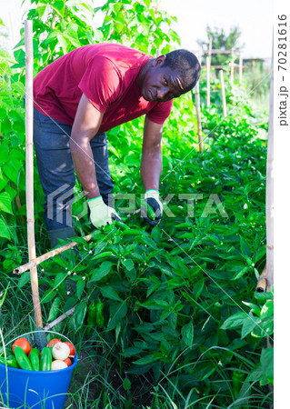 African American farmer picking peppers in garden African American farmer picking peppers in garden 70281616