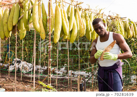 Farmer holding harvest of Luffa plants 70281639