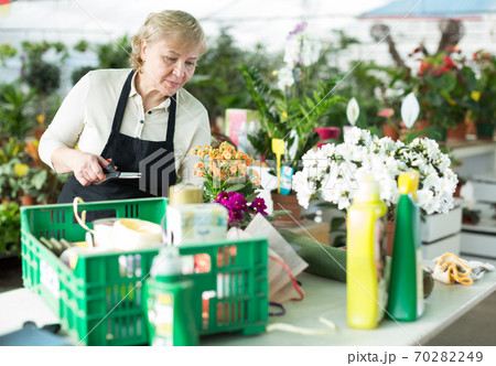 Woman gardener is taking care of flowers near plants Woman gardener is taking care of flowers near plants 70282249