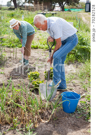 Elderly couple working in the garden at the farmの写真素材 [70282528] - PIXTA