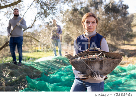 Woman showing harvest of olives Woman showing harvest of olives 70283435