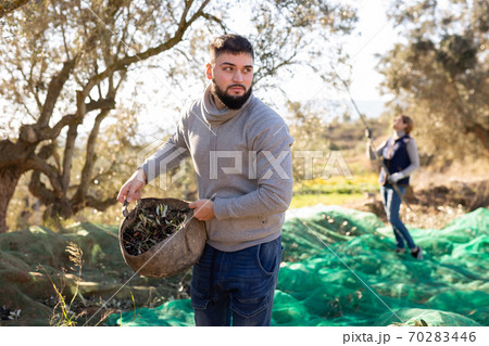Young farmer carrying harvest of olives in basket Young farmer carrying harvest of olives in basket 70283446