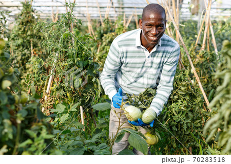 Satisfied farmer checking harvest of tomatoes Satisfied farmer checking harvest of tomatoes 70283518