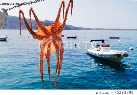 sun dried octopus sun dried octopus 70283799