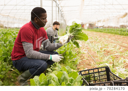 African american worker gathering in crops of green chard African american worker gathering in crops of green chard 70284170