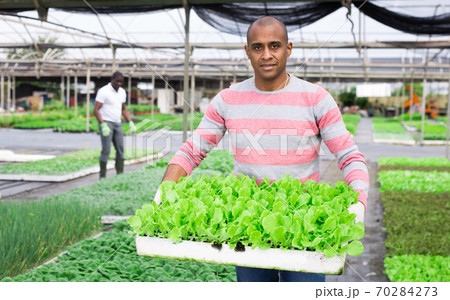 Latin american horticulturist carrying tray with lettuce seedlings Latin american horticulturist carrying tray with lettuce seedlings 70284273