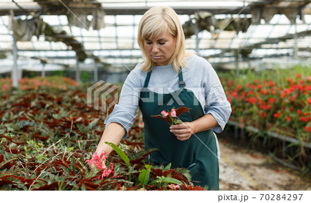 Mature woman gardening begonia flowers indoors in greenhouse Mature woman gardening begonia flowers indoors in greenhouse 70284297
