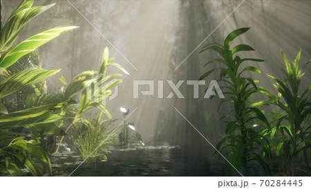 Sun shining through trees and fog in a tropical river 70284445