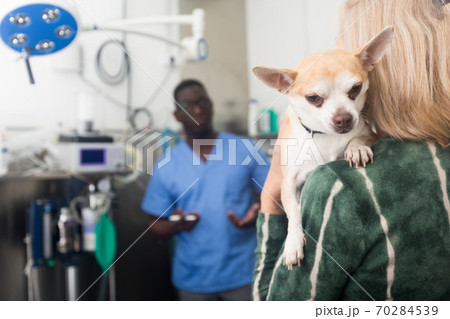 Woman holds her beloved dog chihuahua in her arms after being examined by a veterinarian Woman holds her beloved dog chihuahua in her arms after being examined by a veterinarian 70284539