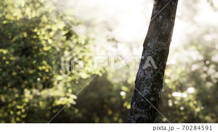 Foggy forest in early morning 70284591