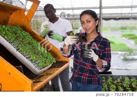 Latina woman and african man repotting vegetable seedlings 70284758