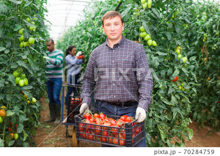 Male gardener carrying picked tomatoes in glasshouse 70284759