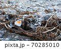 Destroyed Car In River 70285010