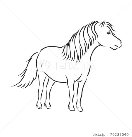 Vector Hand Drawing Pony Isolated On White のイラスト素材 70285040 Pixta