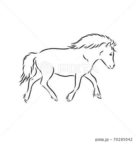 Vector Hand Drawing Pony Isolated On White のイラスト素材 70285042 Pixta