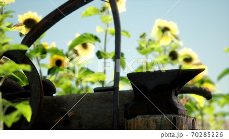 old vintage style scythe and sunflower field 70285226