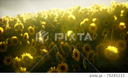 Sunflower field on a warm summer evening 70285232