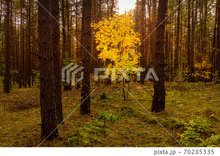 Maple with golden leaves in the autumn pine forest at sunset or sunrise. Sunbeams between tree trunks. Maple with golden leaves in the autumn pine forest at sunset or sunrise. Sunbeams between tree trunks. 70285335