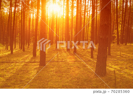 Sunset or sunrise in the autumn pine forest. Sunbeams between tree trunks. 70285360