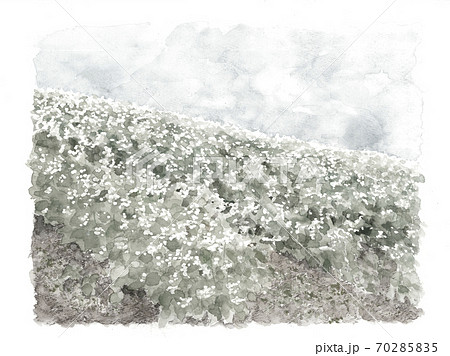 蕎麦畑 風景 青空 ソバの花 白い花 野菜の花 自然 モノトーン 水墨画風 のイラスト素材
