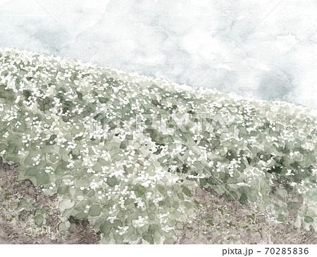 蕎麦畑 風景 青空 ソバの花 白い花 野菜の花 自然 モノトーン 水墨画風 のイラスト素材