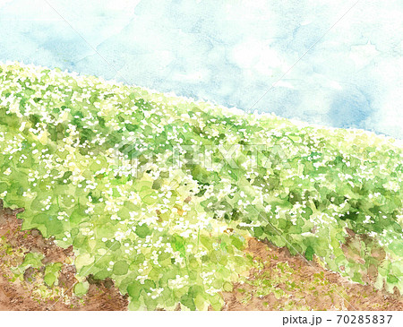 蕎麦畑 風景 青空 ソバの花 白い花 野菜の花 自然【水彩】 70285837