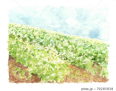 蕎麦畑 風景 青空 ソバの花 白い花 野菜の花 自然 水彩 のイラスト素材