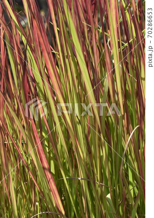 ベニチガヤ 70286653
