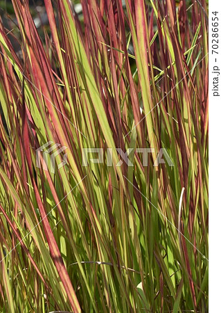 ベニチガヤ 70286654